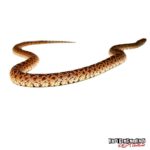 Sonoran Gopher Snake For Sale - Underground Reptiles