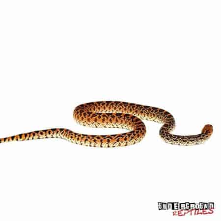 Sonoran Gopher Snake For Sale - Underground Reptiles