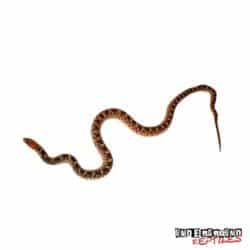 Sonoran Gopher Snake For Sale - Underground Reptiles