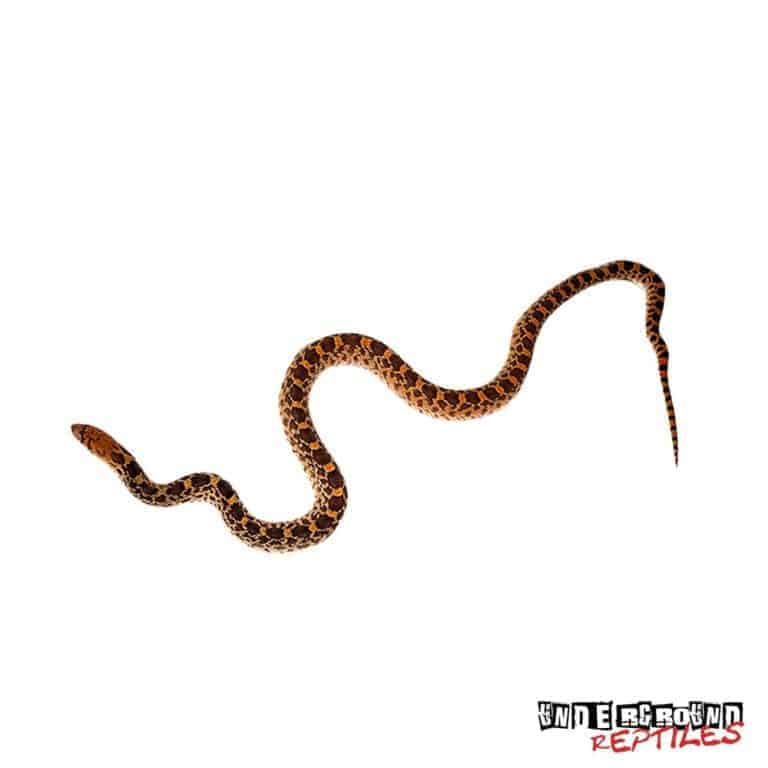 Sonoran Gopher Snake - Underground Reptiles