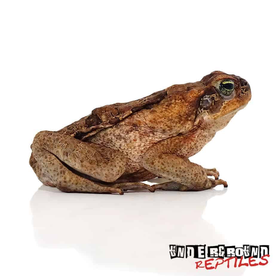 South American Giant Marine Toad For Sale Underground Reptiles