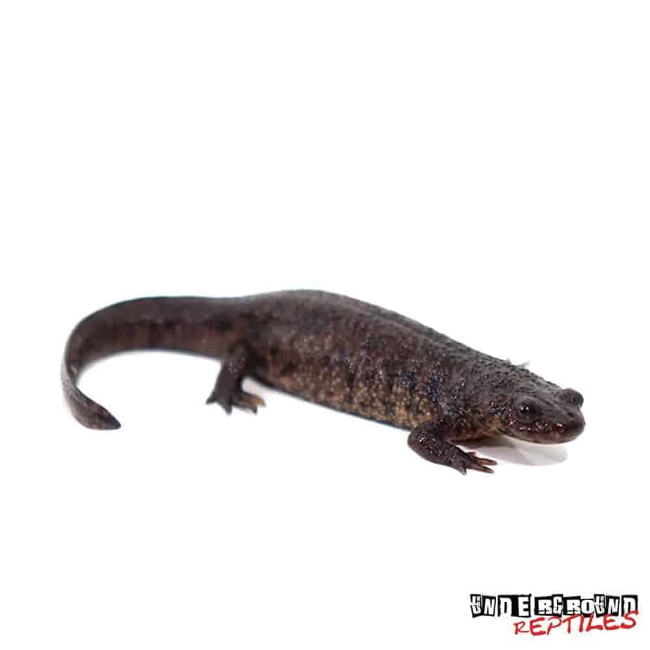 Spanish Ribbed Newts For Sale Underground Reptiles