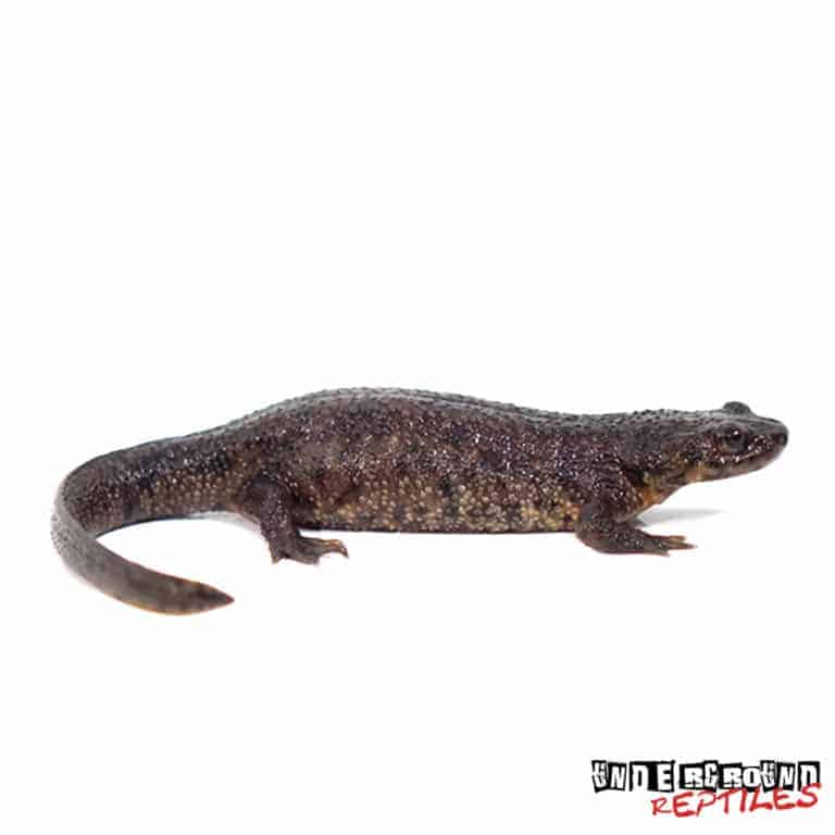 Spanish Ribbed Newts For Sale - Underground Reptiles