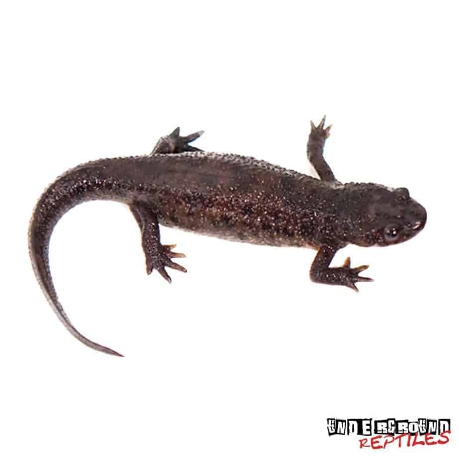 Spanish Ribbed Newts For Sale - Underground Reptiles