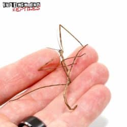 Stick Insect For Sale - Underground Reptiles