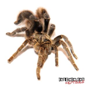 Stout Leg Baboon Tarantulas For Sale - Underground Reptiles