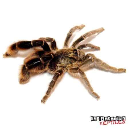Stout Leg Baboon Tarantula For Sale - Underground Reptiles