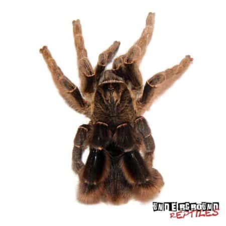 Stout Leg Baboon Tarantula For Sale - Underground Reptiles