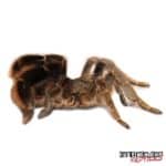 Stout Leg Baboon Tarantula For Sale - Underground Reptiles