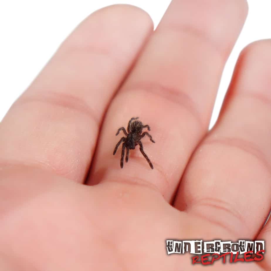 Thailand Zebra Earth Tiger Tarantula Underground Reptiles