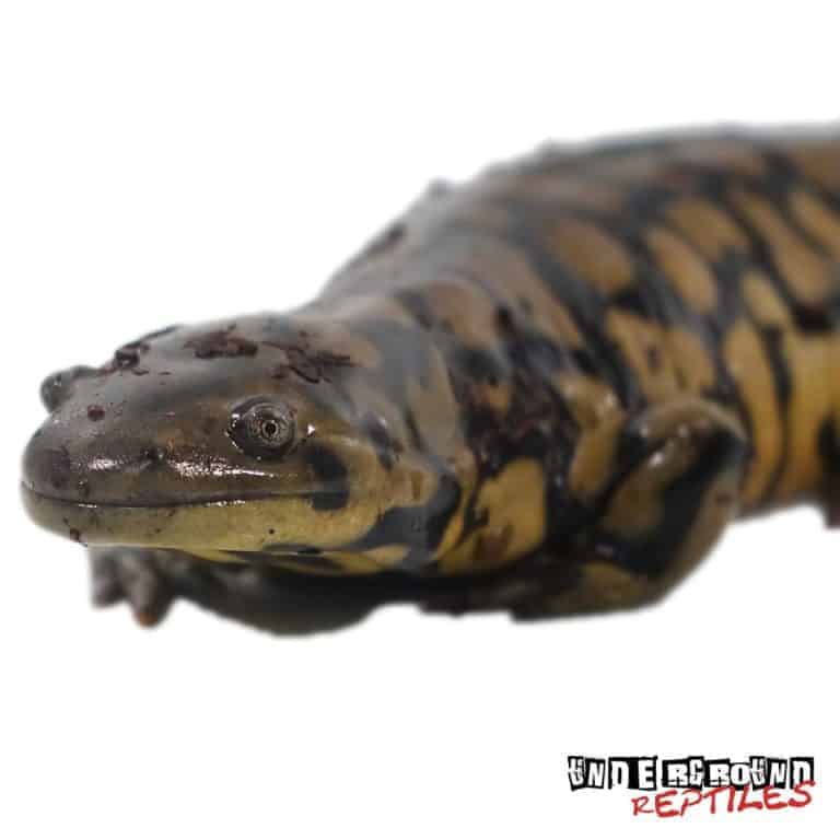 Eastern Tiger Salamanders For Sale - Underground Reptiles