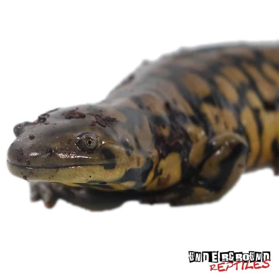 Eastern Tiger Salamanders For Sale - Underground Reptiles