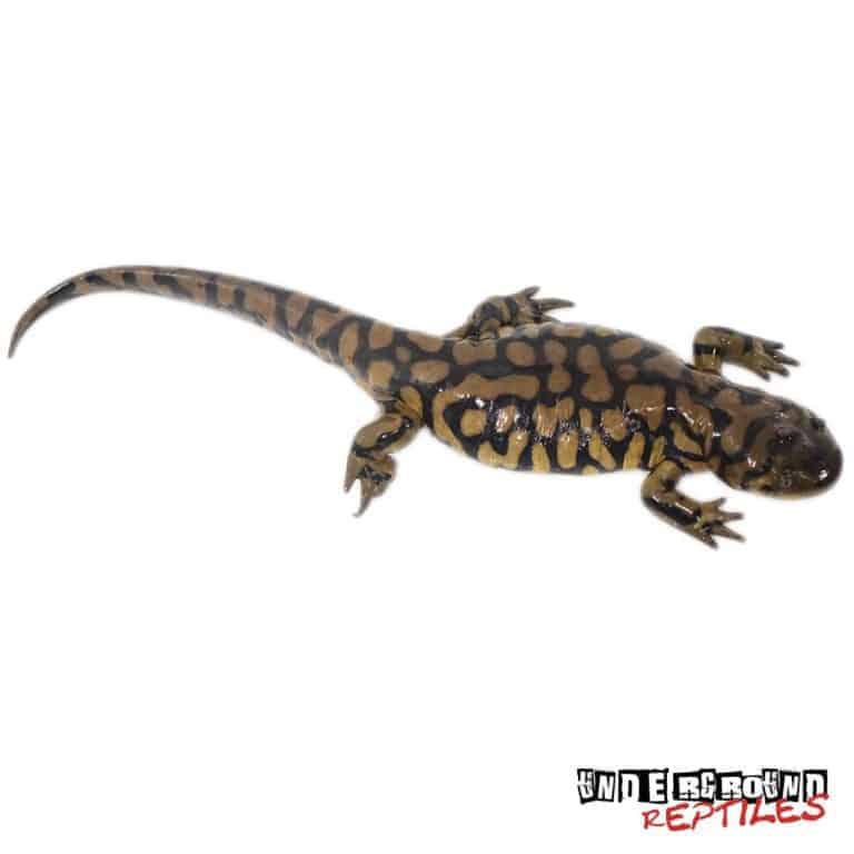 Eastern Tiger Salamanders For Sale - Underground Reptiles
