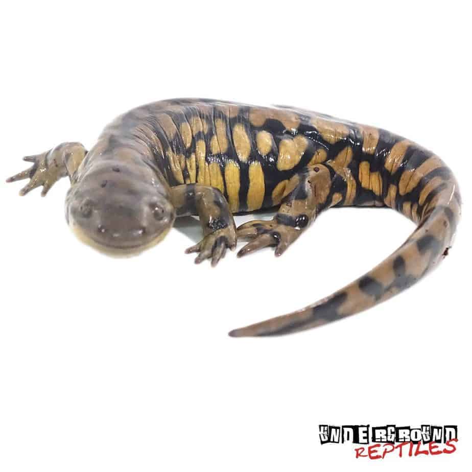 Eastern Tiger Salamanders For Sale - Underground Reptiles