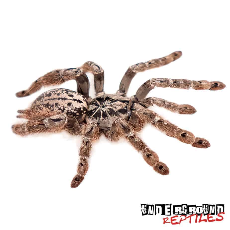 Togo Starburst Baboon Tarantulas For Sale Underground Reptiles