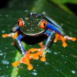 Tree Frogs