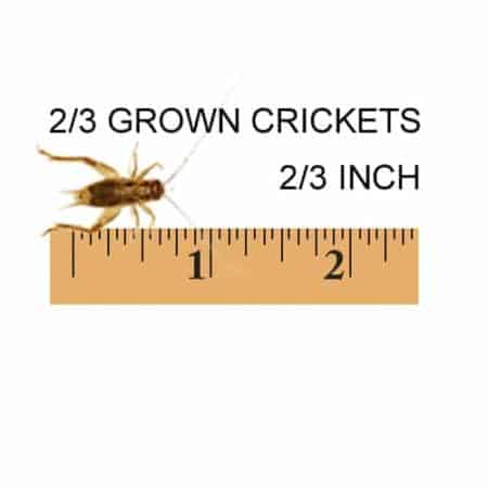2/3 Inch Grown Crickets For Sale - Underground Reptiles