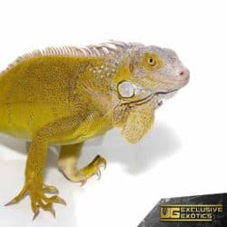 Yearling Hypo Iguana #1 For Sale - Underground Reptiles