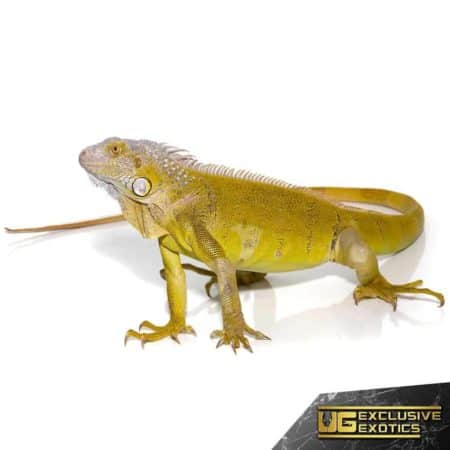 Yearling Hypo Iguana #1 For Sale - Underground Reptiles