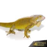 Yearling Hypo Iguana #1 For Sale - Underground Reptiles