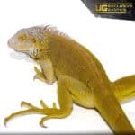 Yearling Hypo Iguana #1For Sale - Underground Reptiles