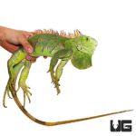 2-3 Foot Green Iguanas For Sale - Underground Reptiles