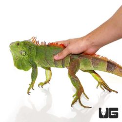 2-3 Foot Green Iguanas For Sale - Underground Reptiles