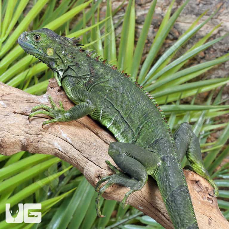 Yearling Green Iguanas (Iguana iguana) For Sale - Underground Reptiles