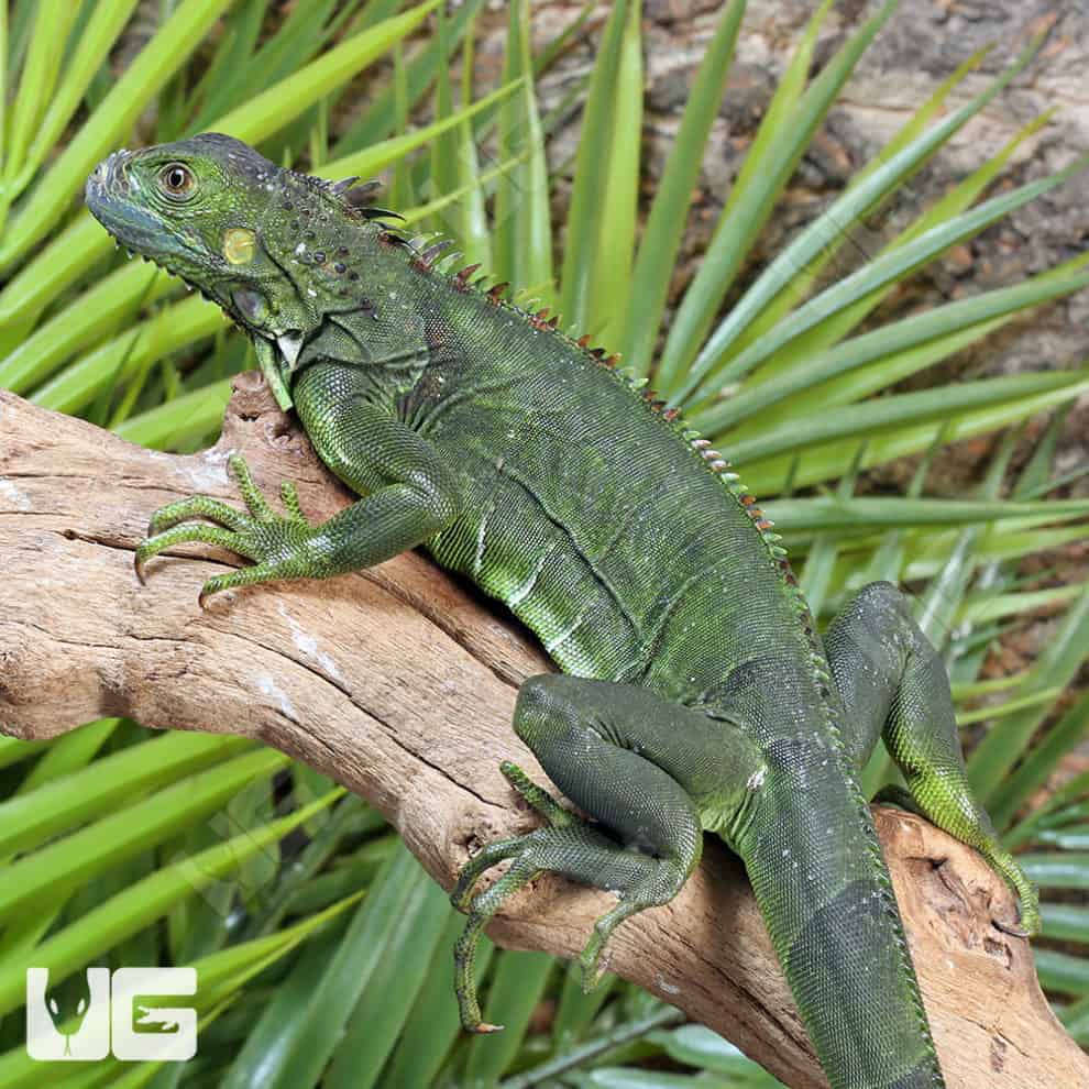 Yearling Green Iguanas (iguana Iguana) For Sale - Underground Reptiles