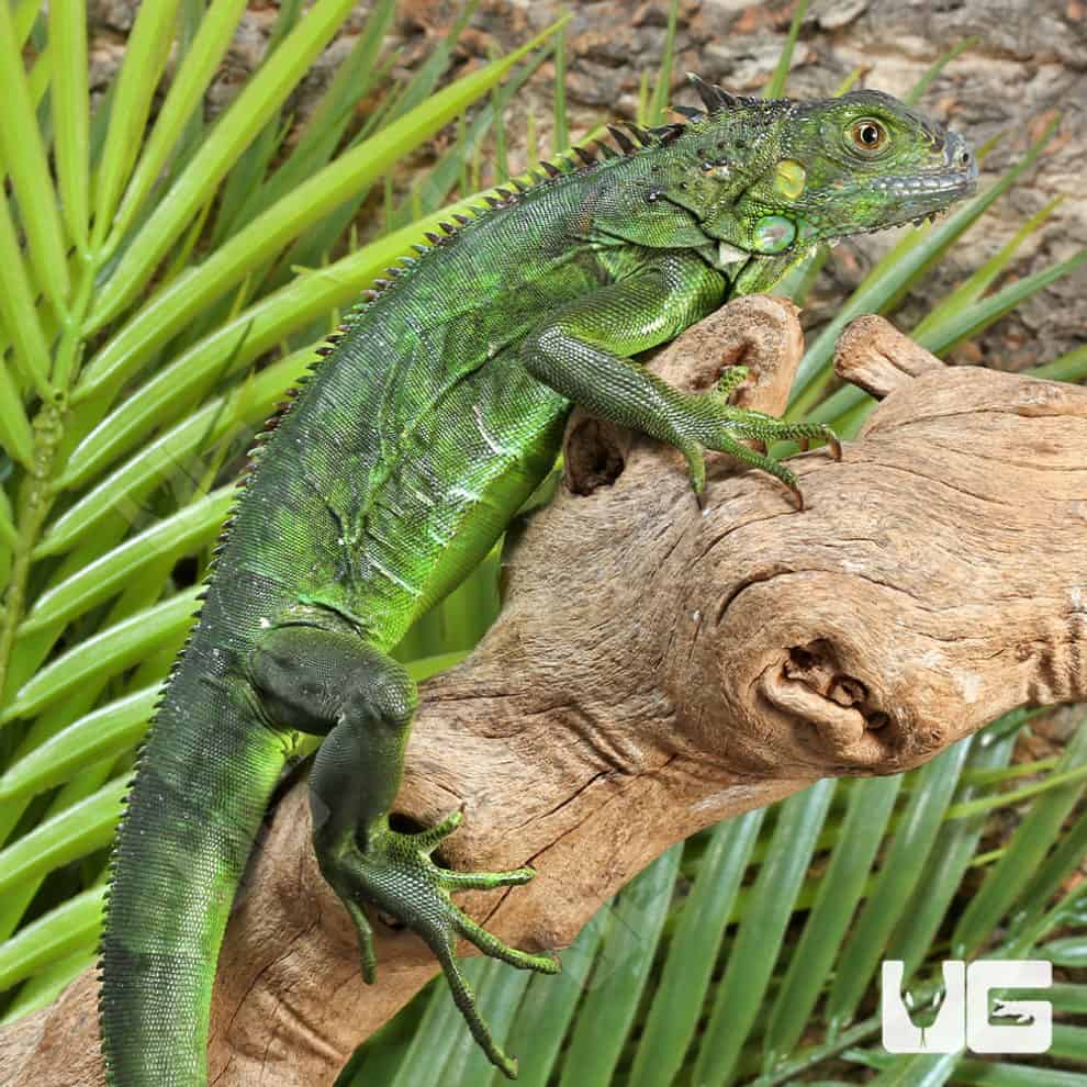 Yearling Green Iguanas (Iguana iguana) For Sale - Underground Reptiles