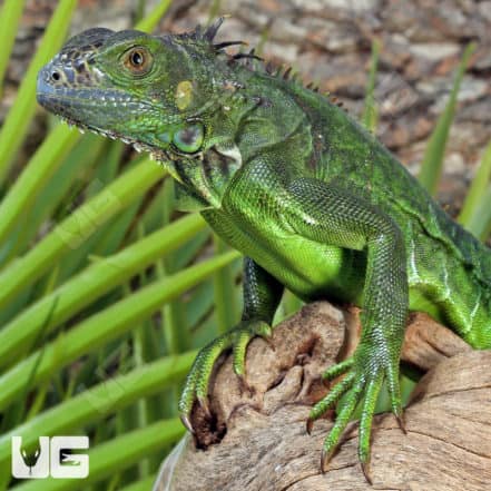 Yearling Green Iguanas (Iguana iguana) For Sale - Underground Reptiles