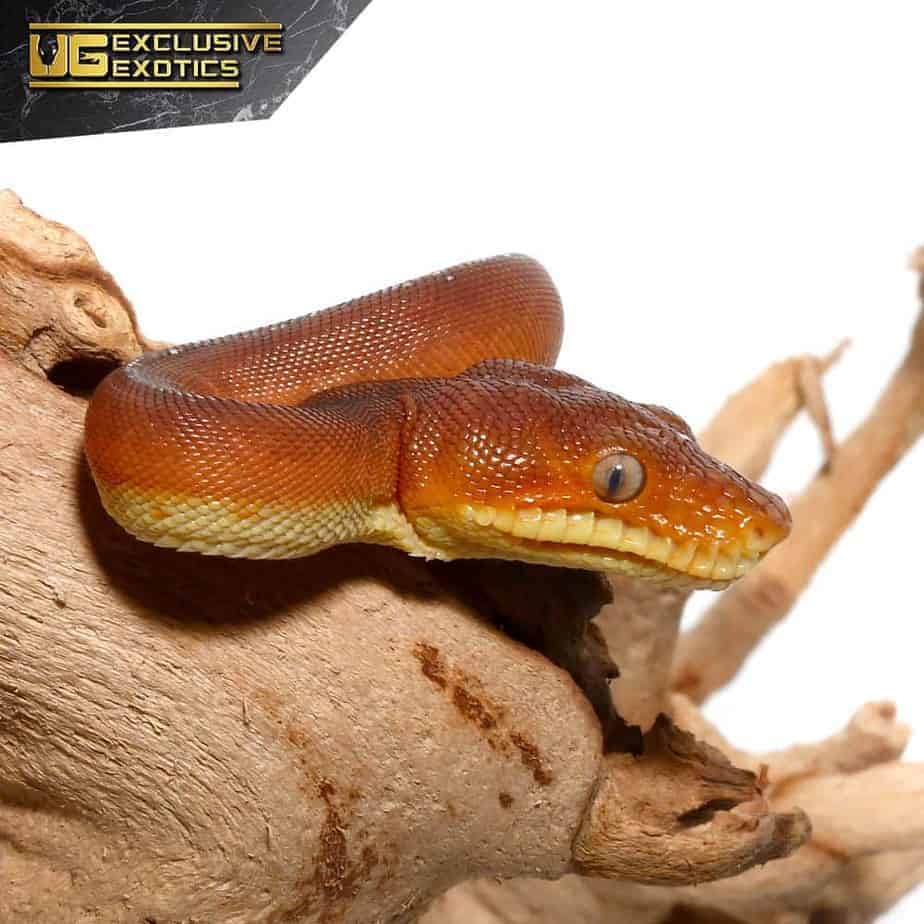 Baby Amazon Basin Emerald Tree Boas For Sale Underground Reptiles