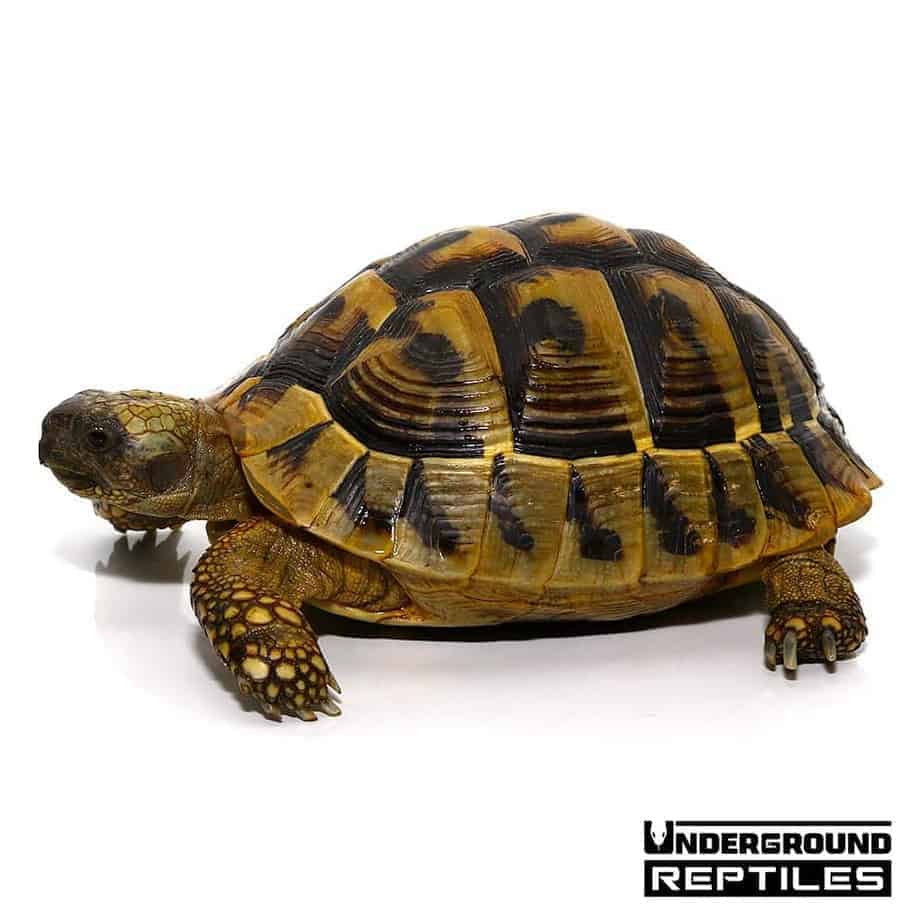 Hermann's Tortoise For Sale - Underground Reptiles