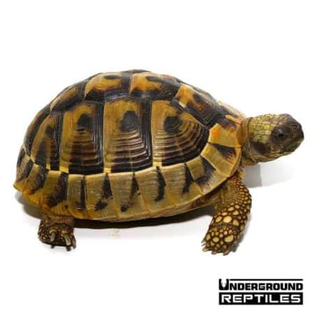 Hermann's Tortoise For Sale - Underground Reptiles