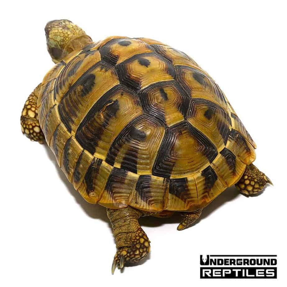 Hermann's Tortoise For Sale - Underground Reptiles