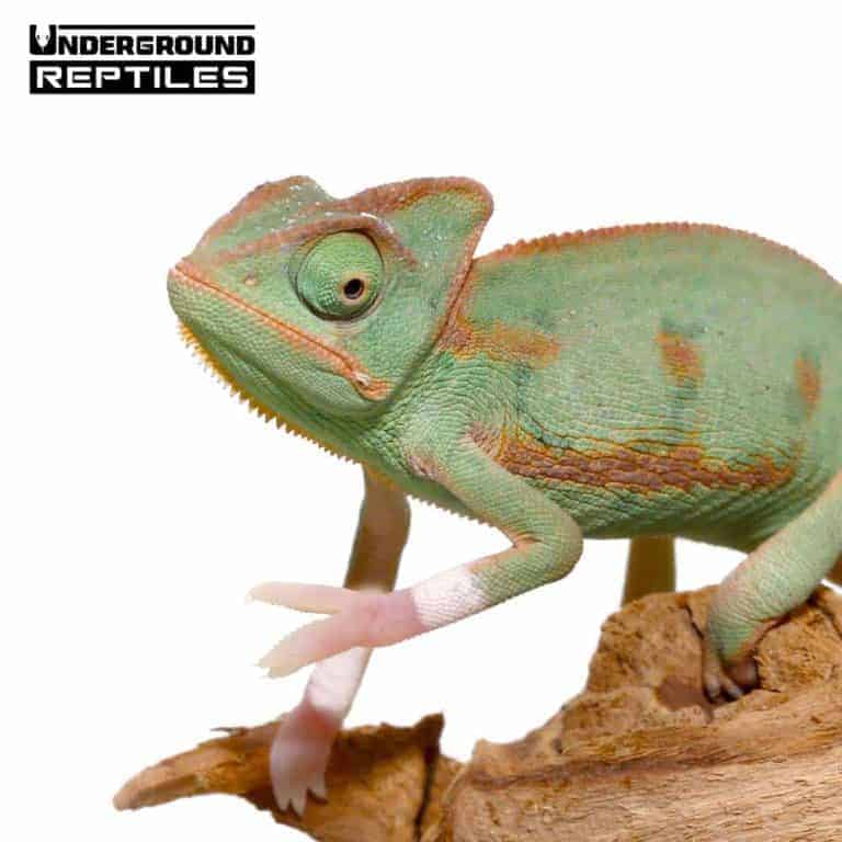 Baby Translucent Veiled Chameleons For Sale - Underground Reptiles