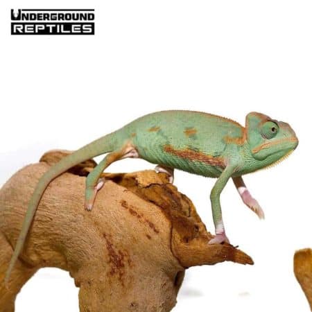 Baby Translucent Veiled Chameleons For Sale - Underground Reptiles