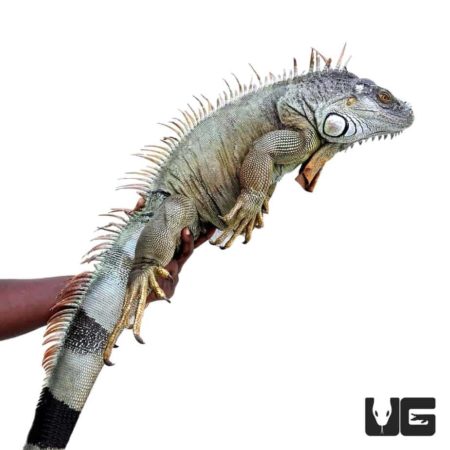 5-6 Foot Green Iguanas (Iguana iguana) For Sale - Underground Reptiles