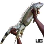 5-6 Foot Green Iguanas For Sale - Underground Reptiles
