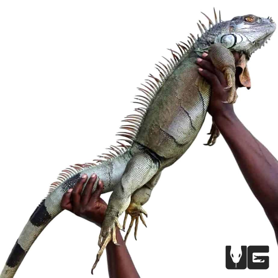 Giant Iguana Animal | lupon.gov.ph