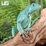 Baby Blue Axanthic Iguanas For Sale - Underground Reptiles