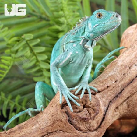Baby Blue Axanthic Iguanas For Sale - Underground Reptiles