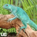 Baby Blue Axanthic Iguanas For Sale - Underground Reptiles