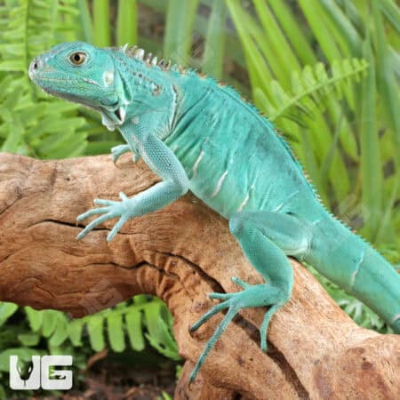 Baby Blue Axanthic Iguanas For Sale - Underground Reptiles