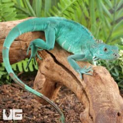 Baby Blue Axanthic Iguanas For Sale - Underground Reptiles