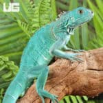 Baby Blue Axanthic Iguanas For Sale - Underground Reptiles