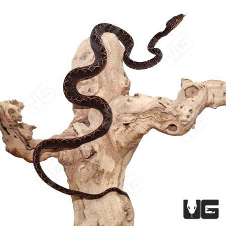 Baby Halloween Phase Amazon Tree Boas (Corallus hortulanus) For Sale - Underground Reptiles