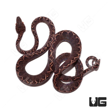 Amazon Tree Boa baby in Halloween phase, showcasing vibrant colors and patterns.