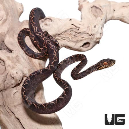 Baby Halloween Phase Amazon Tree Boas For Sale - Underground Reptiles