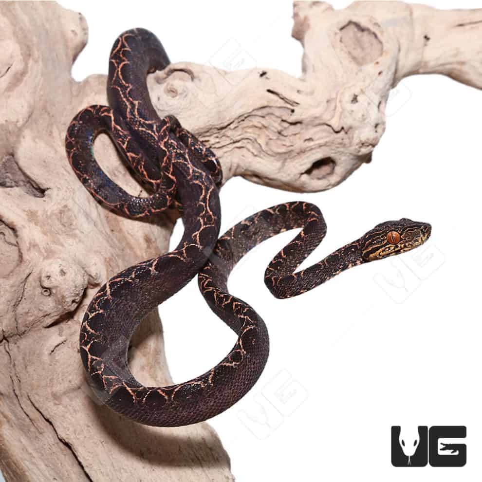 Baby Halloween Phase Amazon Tree Boas For Sale Underground Reptiles